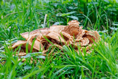 Giant mushroom (Meripilus giganteus), Germany, Europe