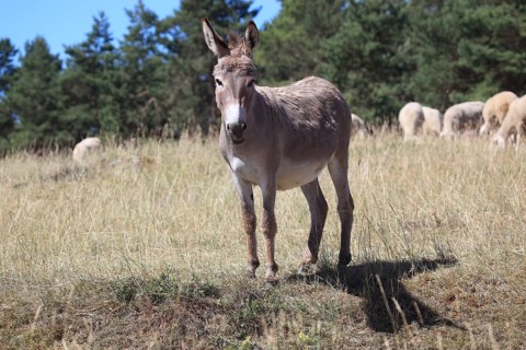 A donkey stands in a pasture next to a group of sheep, surrounded by trees and under a blue sky,