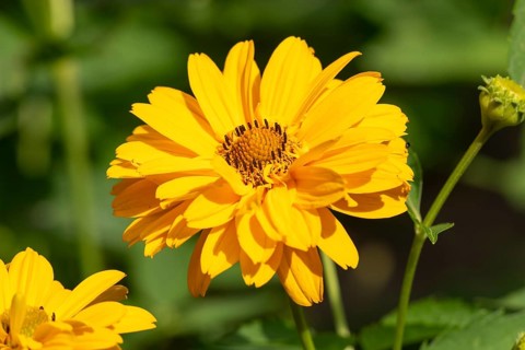 Close-up of a yellow flower of the heliopsis with well-defined petals in summer