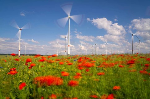 Wind farm, field with flower strips, insect-friendly border of fields with mixed flowers, poppies,