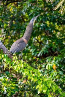 Bare-throated tiger heron (Tigrisoma mexicanum) in a tree, Tortuguero National Park, Costa Rica,