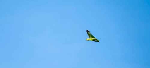 Brown hooded parrot in flight, Puntarenas province, Costa Rica, Central America