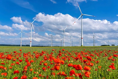Wind farm, field with flower strips, insect-friendly border of fields with mixed flowers, poppies,