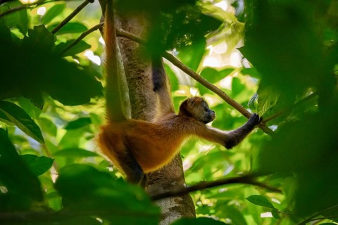 Geoffroy's spider monkey (Ateles geoffroyi) climbing a tree in the jungle, Tortuguero National
