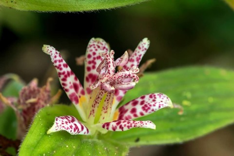 Bristly toad lily (Tricyrtis hirta), flowering, flower, Ellerstadt, Germany, Europe