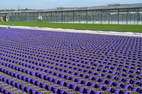 Nursery, plant cultivation, ornamental plants grow in flower pots, outdoors, greenhouse,