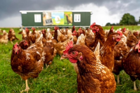Chickens in a meadow, mobile housing, free-range chickens, free-range eggs, north of