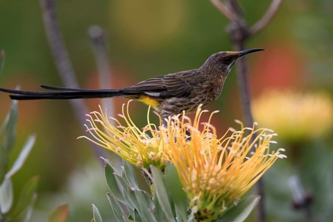 Cape Honeybird (Promerops cafer), adult, male, on flower, Protea, vigilant, Kirstenbosch Botanical