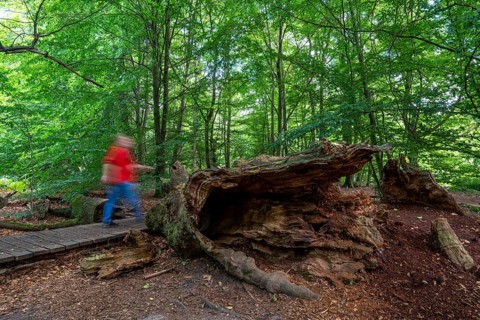 Bohlenweg, in the Sababurg primeval forest, or also primeval forest in the Reinhardswald, is a