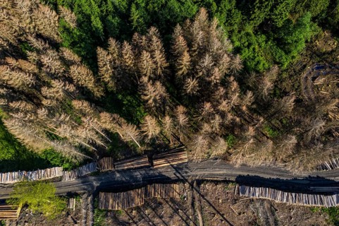 Forest dieback in the Arnsberg Forest nature park Park, healthy deciduous trees among the dead