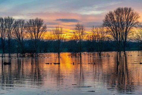 Bislicher Insel nature reserve, floodplain landscape on the Rhine, near Xanten, floods, flooded