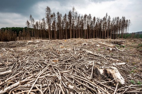 Forest dieback in the Arnsberg Forest nature park Park, over 70 per cent of the spruce trees are