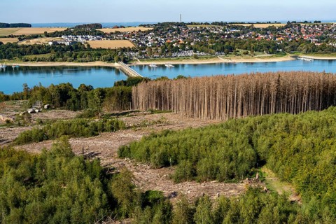 Forest dieback in the Arnsberg Forest, northern Sauerland, dead spruce trees, partly cleared