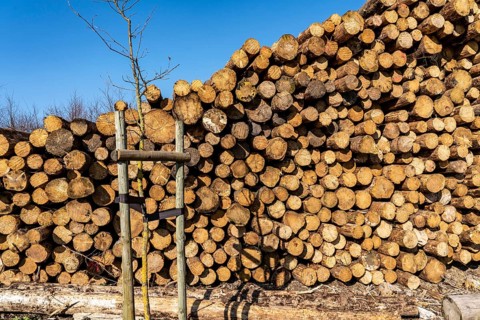 Cleared forest area north of the village of Hirschberg, Soest district, dead spruce stands were