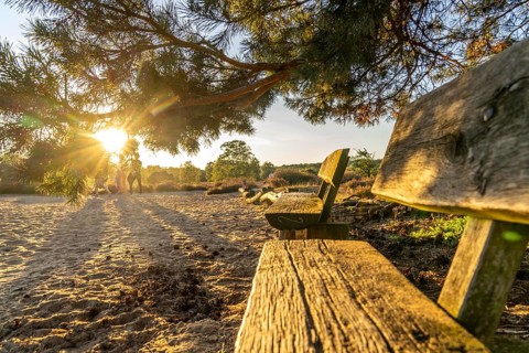 Westruper Heide, in the Hohe Mark Westmünsterland nature park Park, old wooden bench on a tree,
