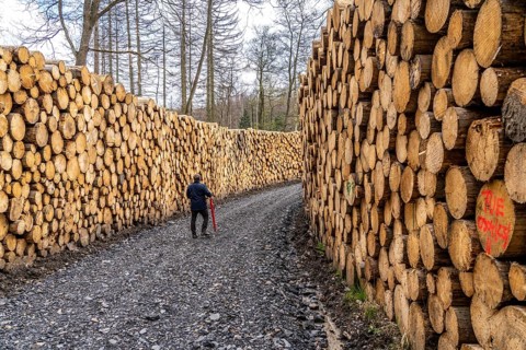 Felled, stacked spruce trunks, forest dieback in the Arnsberg Forest nature park Park, over 70 per