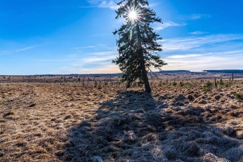 The High Fens, raised bog, in the Eifel and Ardennes region, High Fens-Eifel nature park Park,