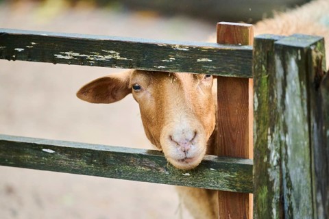 Domestic sheep (Ovis aries) looking through the fence, Bavaria, Germany, Europe