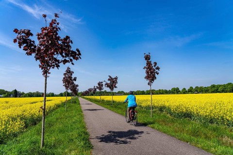 The avenue cycle path between Xanten and Marienbaum, Kalkar, on the Lower Rhine, former railway
