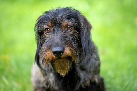 Rough-haired dachshund (Canis lupus familiaris) puppy, male, 3 years, animal portrait, meadow,