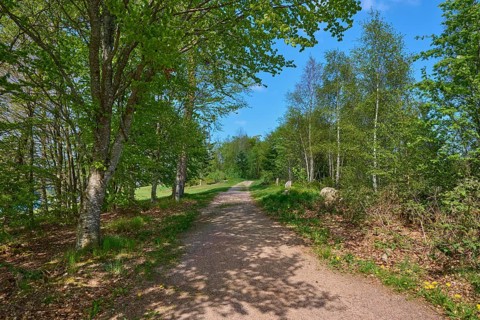 A peaceful forest path along the Schluchsee under a clear sky in spring, Schluchsee, Black Forest,