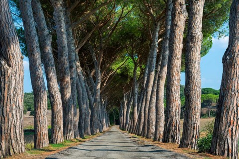 Pine avenue, road, path, avenue, pine tree (Pinus pinea), empty, nobody, idyllic, idyllic, travel,