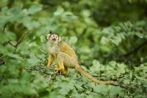 Common squirrel monkey (Saimiri sciureus) in a tree, captive, distribution South America