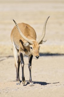 Southern lechwe (Kobus leche) walking in the dessert, captive, distribution Africa