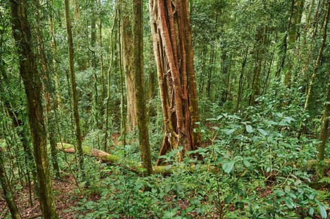 Landscape of a rainforest in spring, Lamington National Park, Queensland, Australia, Oceania