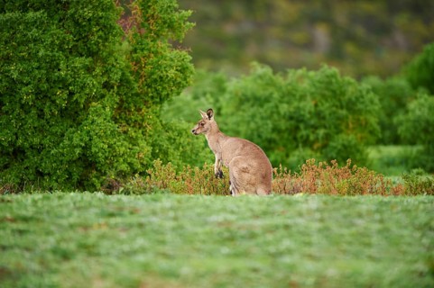 Close-up of an eastern grey kangaroo (Macropus giganteus) wildlife on a meadow in Australia