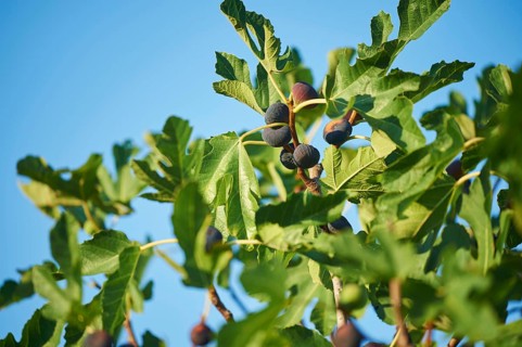 Common fig (Ficus carica) fruits in summer, Cres, Croatia, Europe