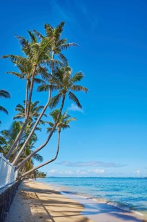Landscape of palms on a tropical Beach on Oahu, Hawaiian Island Oahu, O?ahu, Hawaii, Aloha State,