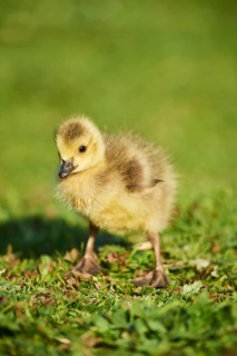 Canada goose (Branta canadensis) chick on a meadow, Frankonia, Bavaria, Germany, Europe