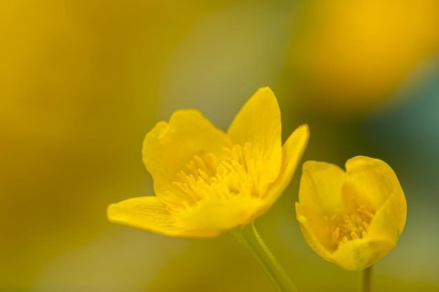 Marsh marigold (Caltha palustris), Ranunculaceae, spring, Lippachtal, Mühlheim, Upper Danube Nature
