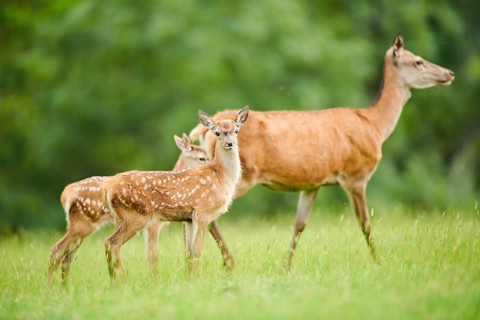 Red deer (Cervus elaphus) fawns standing on a meadow in the mountains in tirol, Kitzbühel, Wildpark