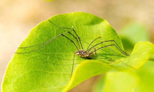 Horned weaver (Phalangium opilio), male, crouching with long legs on a green leaf, common lilac