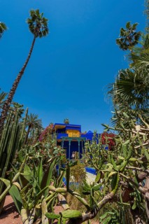 Palms in the Majorelle Garden, botany, palm, flora, plant, botany, forest, tropical, climate,