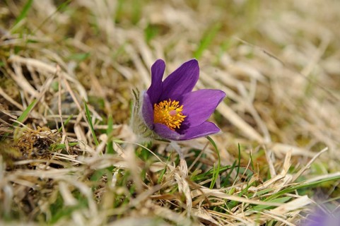Purple Pasque flower with yellow centre on grassy ground in spring, Pasque flower (Pulsatilla