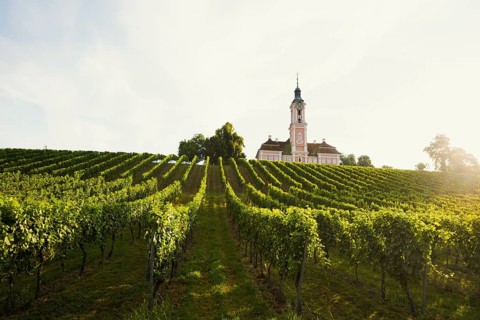 Birnau pilgrimage church and vineyards, sunrise, Uhldingen-Mühlhofen, Lake Constance,