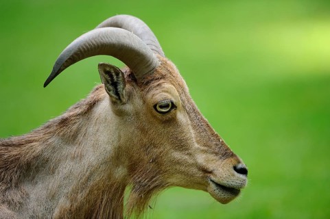Wild sheep in profile with prominent horns, on a green background, maned jumper (Ammotragus