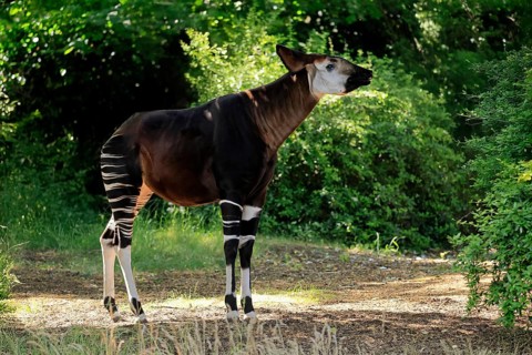 Okapi (Okapia johnstoni), adult, foraging, captive