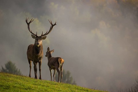 A red deer stag (Cervus elaphus) and a hind are standing in a meadow in hilly terrain. A forest