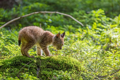 One young (10 weeks old) male Eurasian lynx, (Lynx lynx), walking over a mossy, wet forest floor.