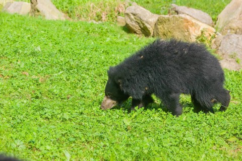 A sloth bear (Melursus ursinus) runs across a meadow with tall grass and stones lying around