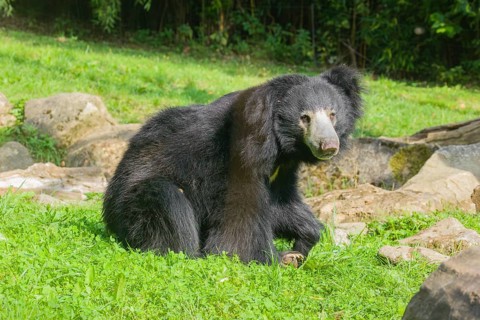 A sloth bear (Melursus ursinus) sits in a meadow with tall grass and stones lying around