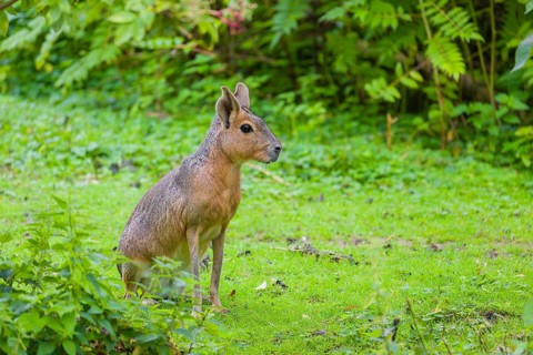 A Patagonian mara (Dolichotis patagonum) sits on a meadow, surrounded by dense vegetation