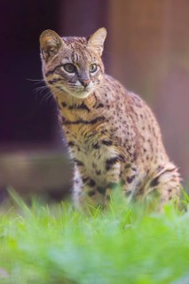 Portrait of a Geoffroy's cat (Leopardus geoffroyi)