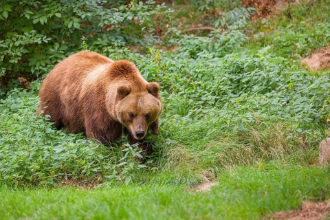A Kamchatka brown bear (Ursus arctos piscator) runs across a meadow with tall grass between rocks