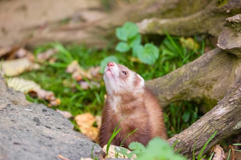 A male ferret (Mustela putorius furo) sits at a dead root of a tree, looking upwards