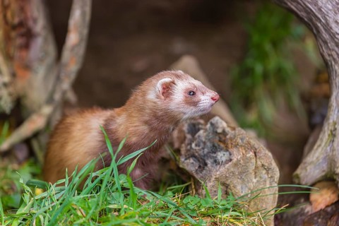 A male ferret (Mustela putorius furo) stands in grass between dead roots of trees